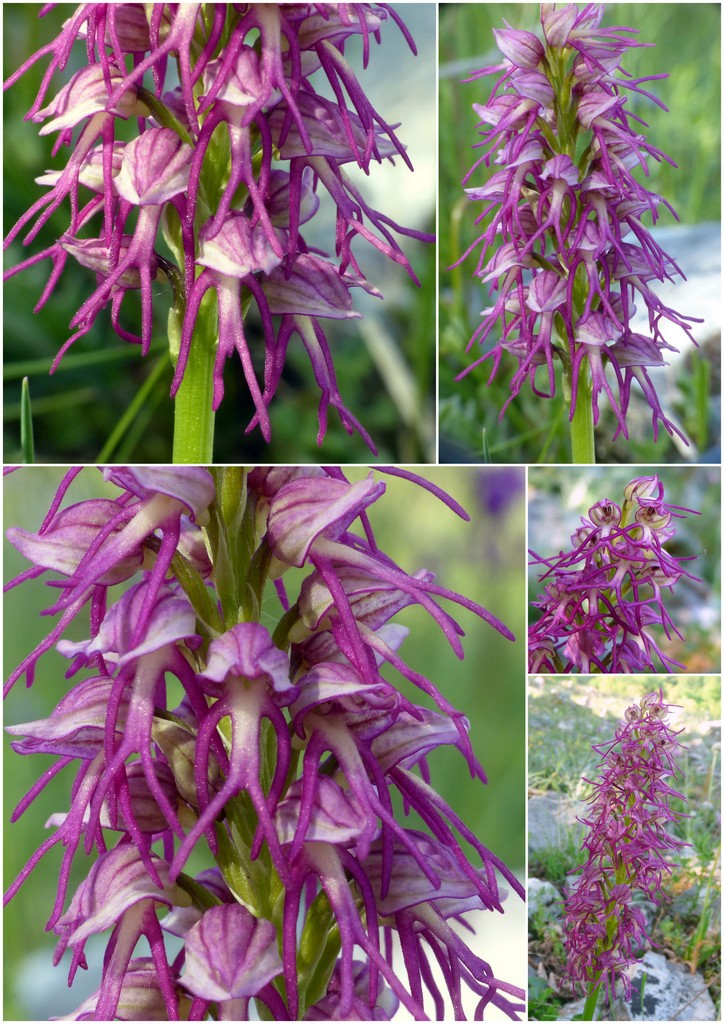 La Valle delle orchidee, Sassano e Monte San Giacomo 9 e 10 maggio 2015